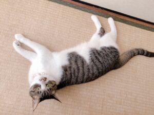 キジ白の猫